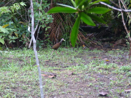 Brown Wood Rail (Aramides wolfi), photo 4