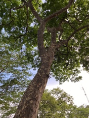 Astronium graveolens