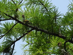Geothlypis trichas