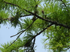 Geothlypis trichas