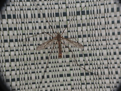 Tipula apicalis