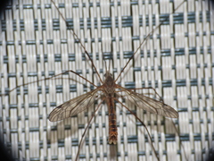 Tipula apicalis