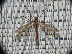Tipula apicalis
