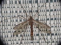 Tipula apicalis