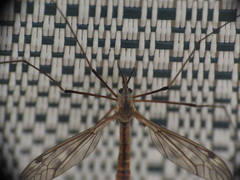 Tipula apicalis