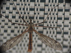 Tipula apicalis