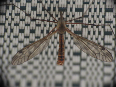 Tipula apicalis