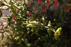 Correa reflexa scabridula