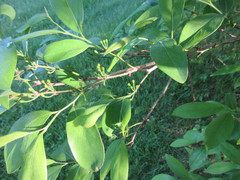 Lindera angustifolia