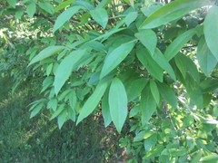 Lindera angustifolia