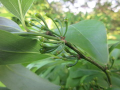 Lindera angustifolia