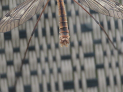Tipula apicalis