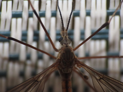 Tipula apicalis