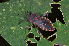 Piezogaster rubropictus