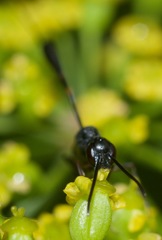 Gasteruption floridanum