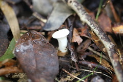 Leucopaxillus cerealis