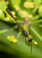 Gasteruption floridanum