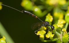 Gasteruption floridanum