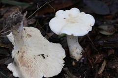 Leucopaxillus cerealis