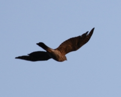 Accipiter