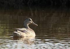 Anas platyrhynchos