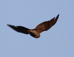 Accipiter