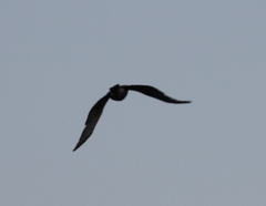 Accipiter