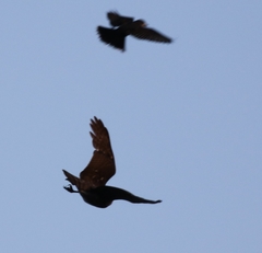 Accipiter