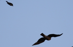 Accipiter