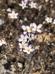 Leptosiphon ambiguus