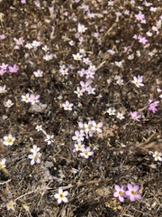 Leptosiphon ambiguus