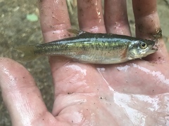 Clinostomus funduloides