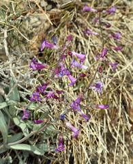 Penstemon patens