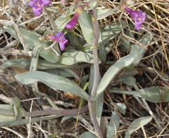Penstemon patens