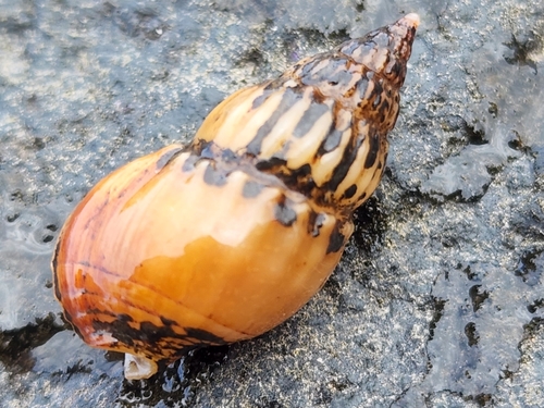 Nassarius hirtus observed 2022-05-19