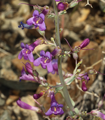 Penstemon patens