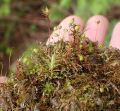 Philonotis capillaris