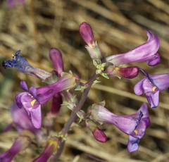 Penstemon patens