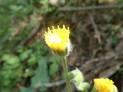 Arnica discoidea