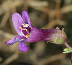 Penstemon patens