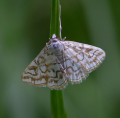 Elophila nymphaeata