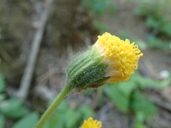 Arnica discoidea