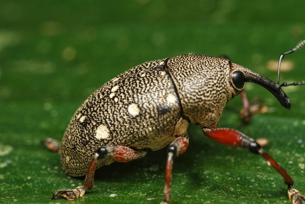 Cholus alboguttatus