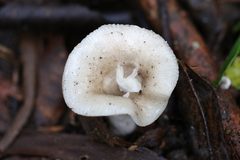 Russula iterika