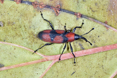 Rhodobaenus nigripes