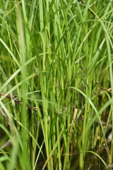 Carex trichocarpa
