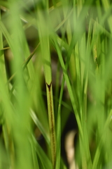 Carex trichocarpa