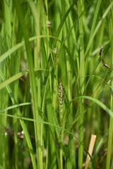 Carex trichocarpa