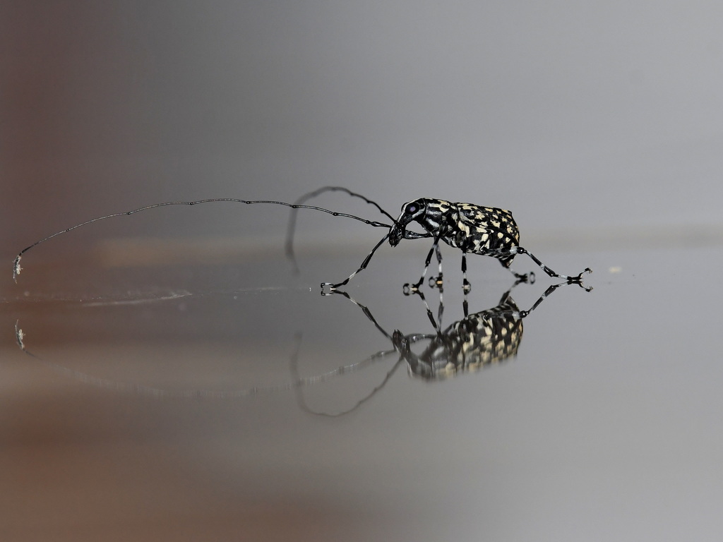 Acanthothorax gibbifer