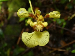 Oncidium sphacelatum